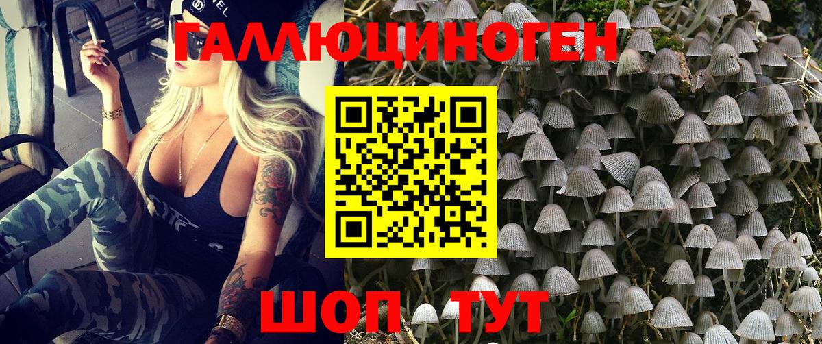 Галлюциногенные грибы Psilocybe Карачаевск