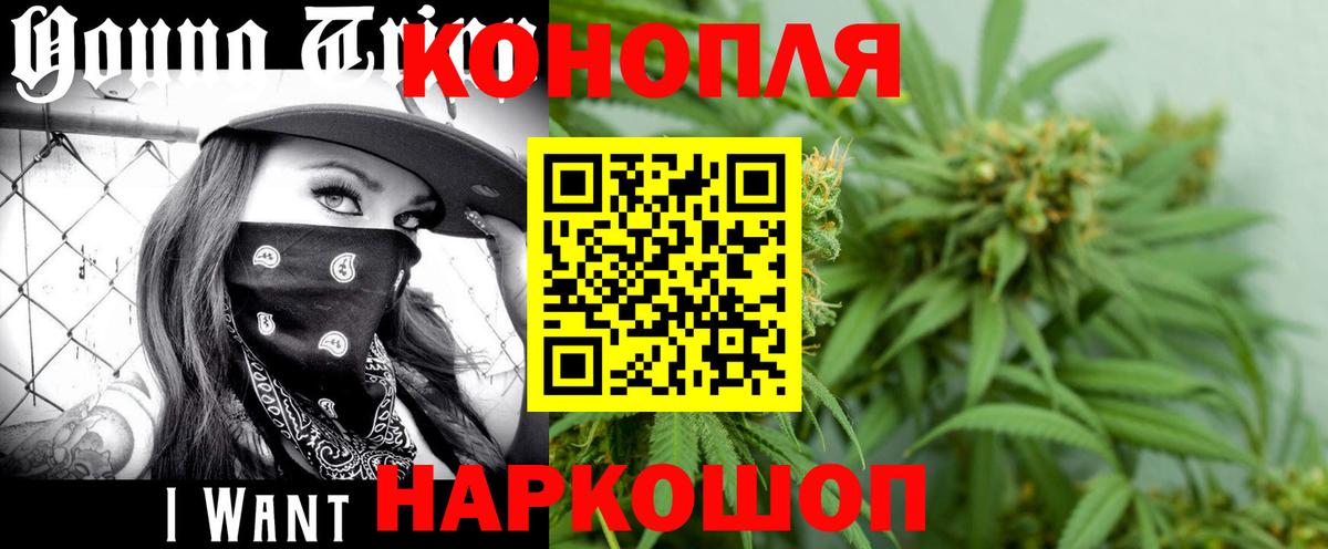 Бошки марихуана план Карачаевск